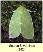 Scarce Silver-lines, Bena bicolorana