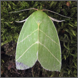 Scarce Silver-lines, Bena bicolorana