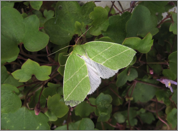 Scarce Silver-lines, Bena bicolorana