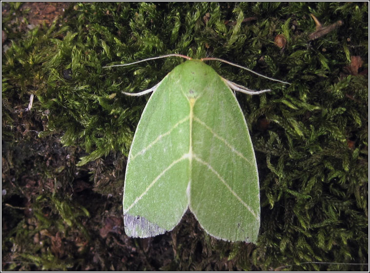 Scarce Silver-lines, Bena bicolorana