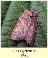 Oak Nycteoline, Nycteola revayana