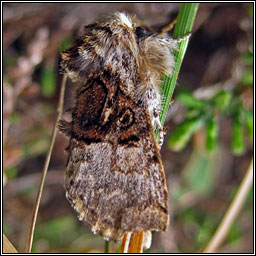 Nut-tree Tussock, Colocasia coryli