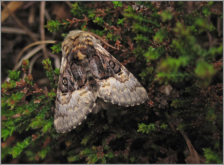 Nut-tree Tussock, Colocasia coryli