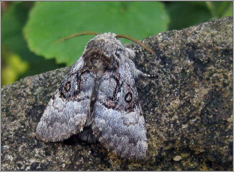 Nut-tree Tussock, Colocasia coryli