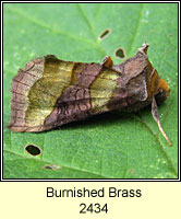 Burnished Brass, Diachrysia chrysitis