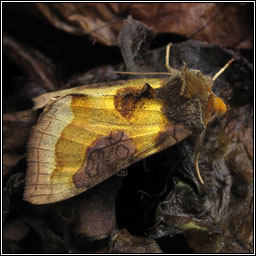 Burnished Brass, Diachrysia chrysitis