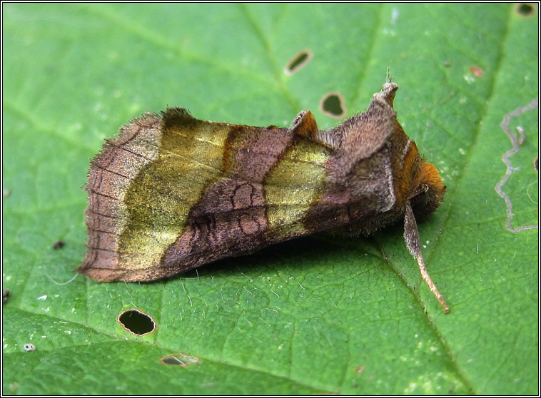 Burnished Brass, Diachrysia chrysitis