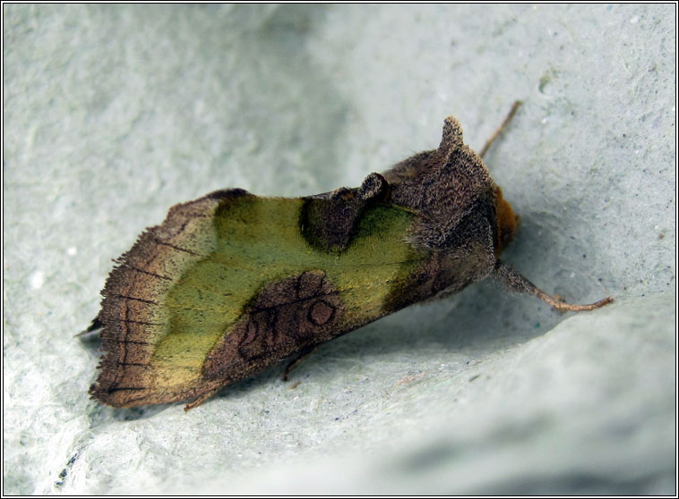 Burnished Brass, Diachrysia chrysitis