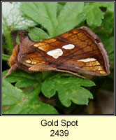 Gold Spot, Plusia festucae