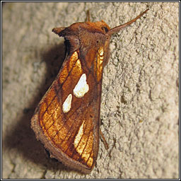 Gold Spot, Plusia festucae