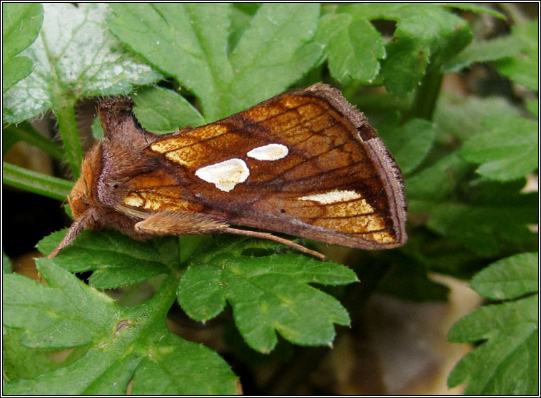 Gold Spot, Plusia festucae