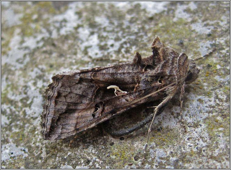 Silver Y, Autographa gamma