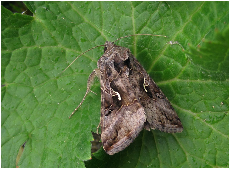 Silver Y, Autographa gamma