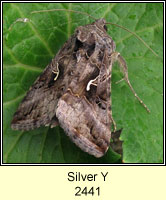 Silver Y, Autographa gamma