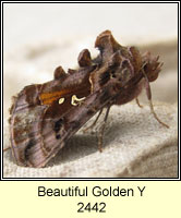 Beautiful Golden Y, Autographa pulchrina