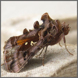 Beautiful Golden Y, Autographa pulchrina