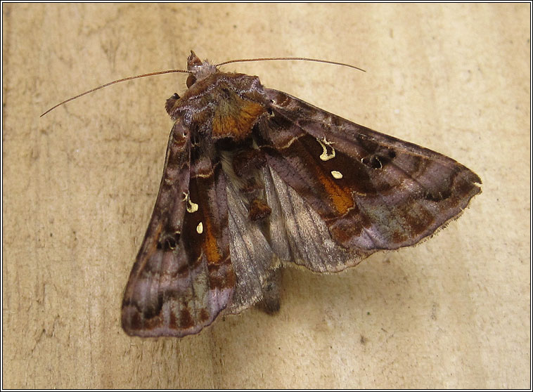 Beautiful Golden Y, Autographa pulchrina