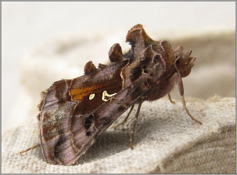 Beautiful Golden Y, Autographa pulchrina