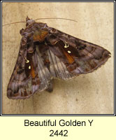 Beautiful Golden Y, Autographa pulchrina