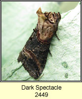 Dark Spectacle, Abrostola triplasia