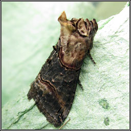 Dark Spectacle, Abrostola triplasia