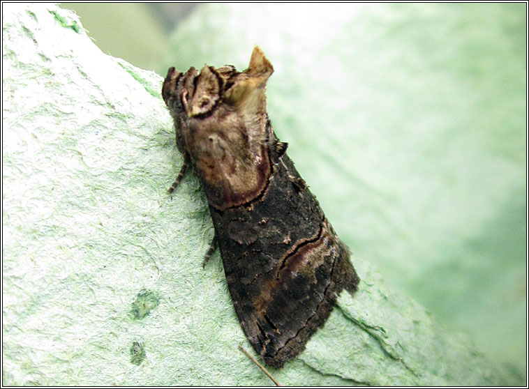 Dark Spectacle, Abrostola triplasia