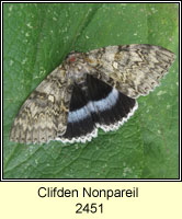 Clifden Nonpareil, Catocala fraxini