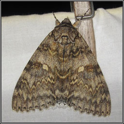 Clifden Nonpareil, Catocala fraxini