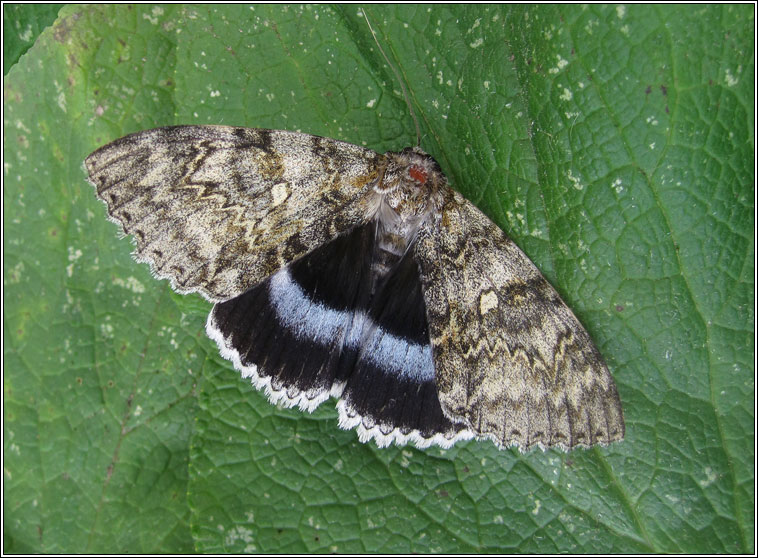 Clifden Nonpareil, Catocala fraxini