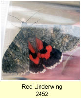 Red Underwing, Catocala nupta