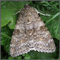 Red Underwing, Catocala nupta