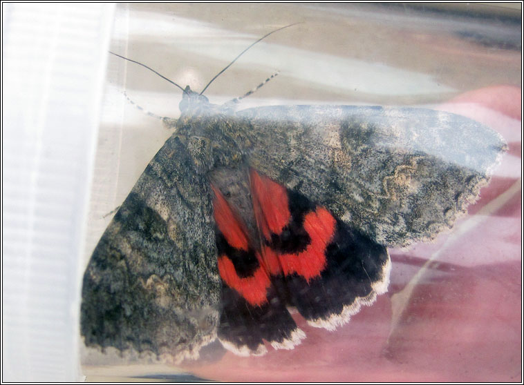 Red Underwing, Catocala nupta