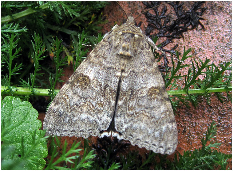 Red Underwing, Catocala nupta