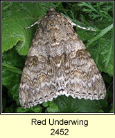 Red Underwing, Catocala nupta