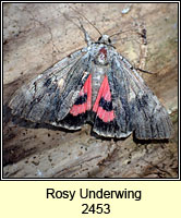 Rosy Underwing, Catocala electa