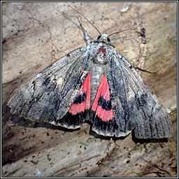 Rosy Underwing, Catocala electa