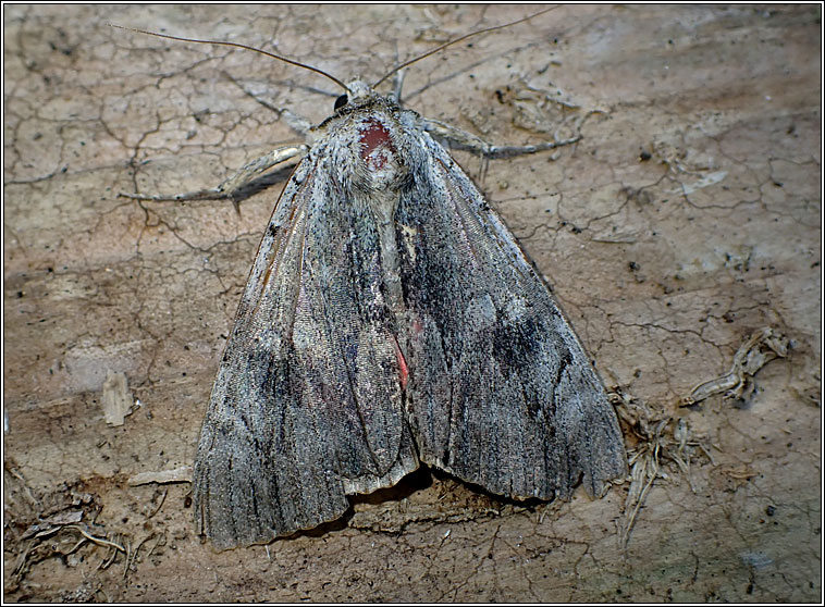 Rosy Underwing, Catocala electa