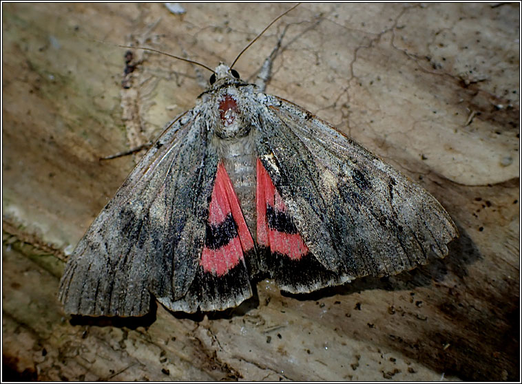 Rosy Underwing, Catocala electa