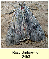 Rosy Underwing, Catocala electa