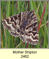 Mother Shipton, Callistege mi