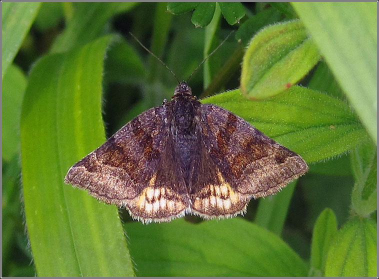 Burnet Companion, Euclidia glyphica