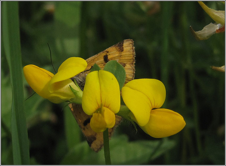 Burnet Companion, Euclidia glyphica