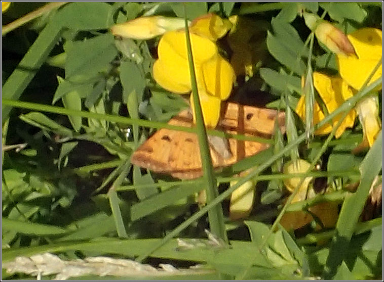 Burnet Companion, Euclidia glyphica