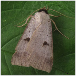 Blackneck, Lygephila pastinum