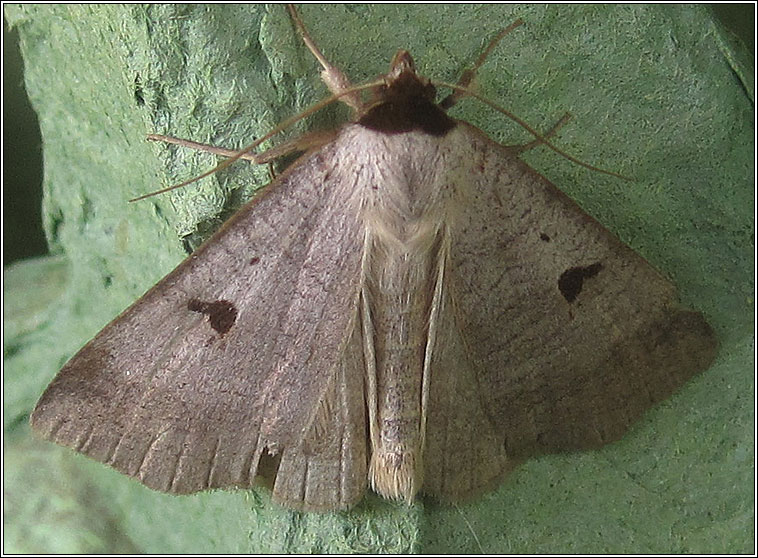 Blackneck, Lygephila pastinum