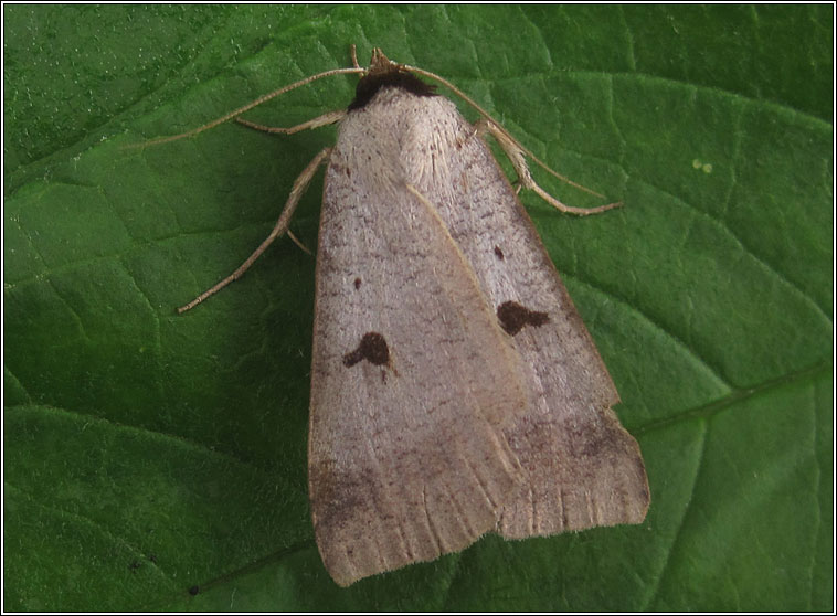 Blackneck, Lygephila pastinum