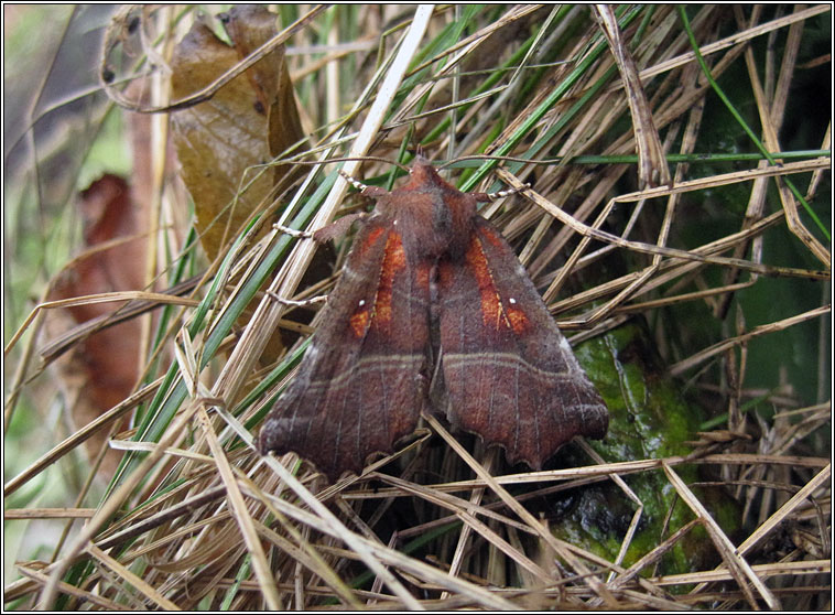 Herald, Scoliopteryx libatrix