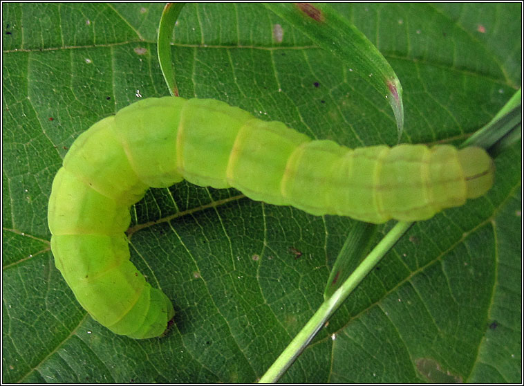 Herald, Scoliopteryx libatrix