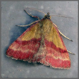 Small Purple-barred, Phytometra viridaria