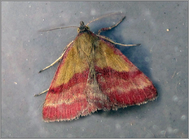 Small Purple-barred, Phytometra viridaria